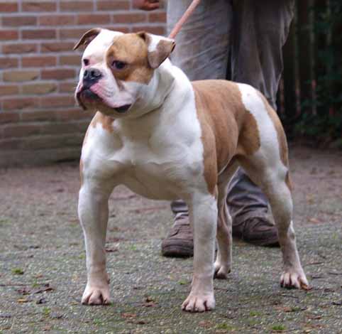 American bulldog